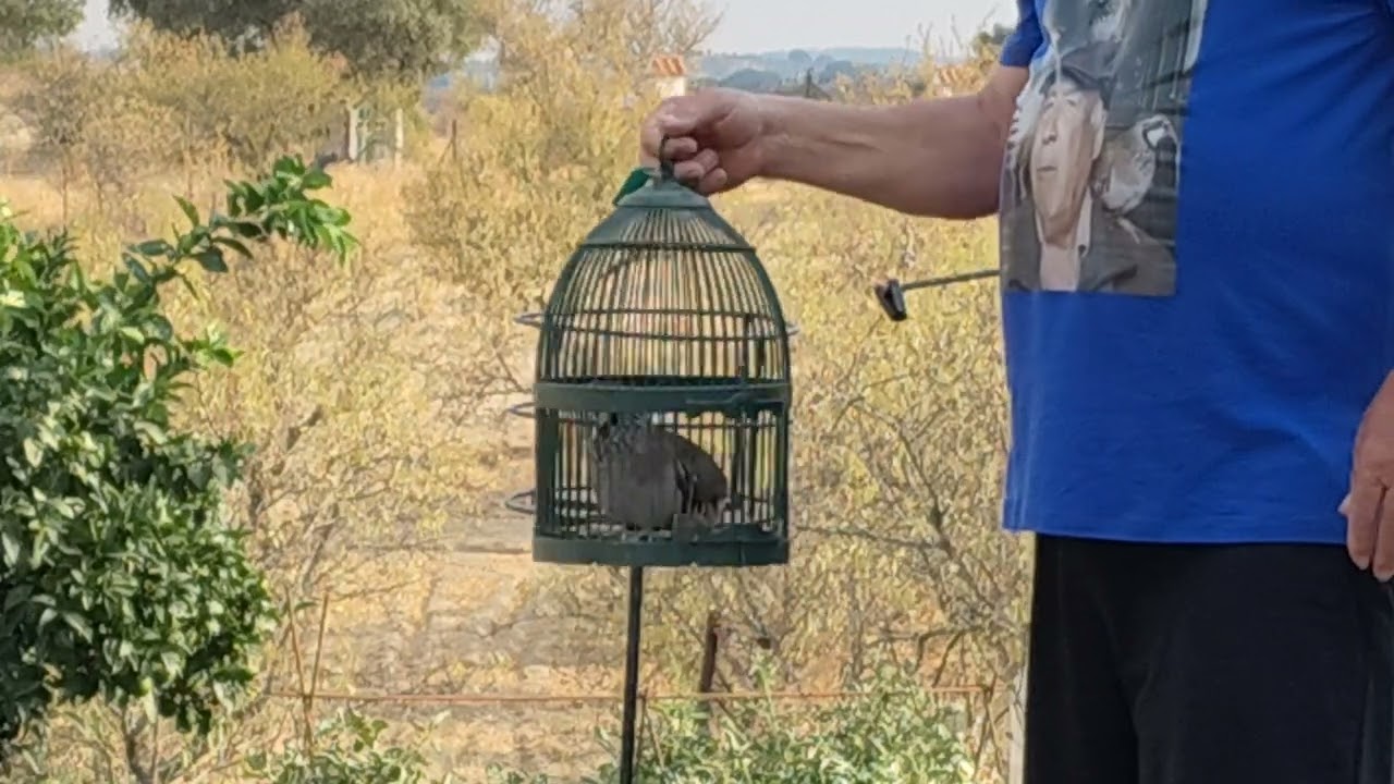 Ver la faena delgato