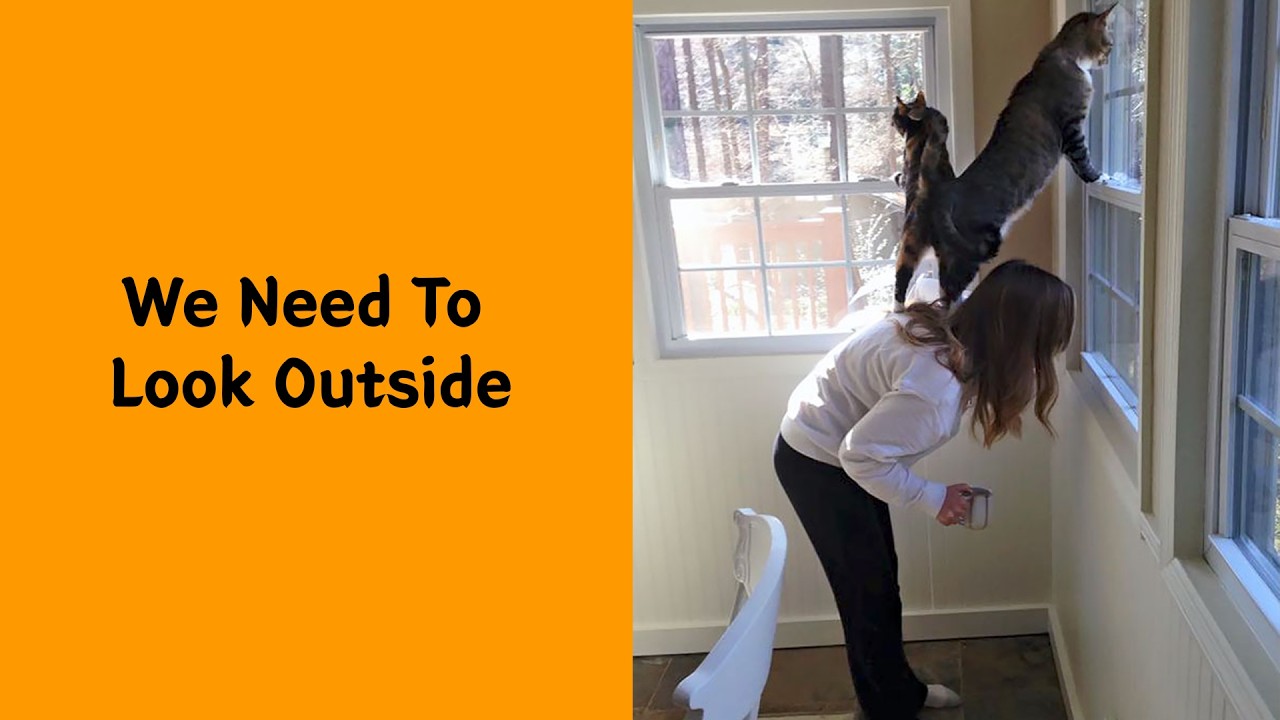50 Pets Who Woke Up And Chose Chaos