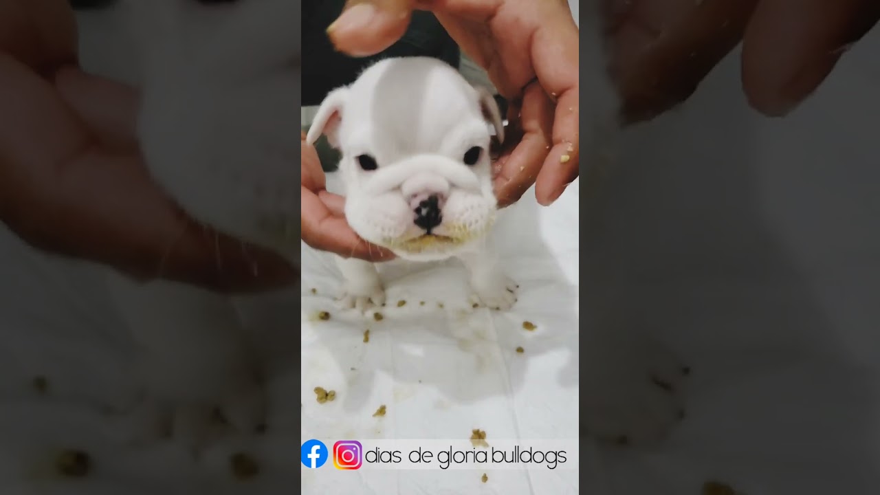 Primer alimentación de cachorro Bulldog Ingles