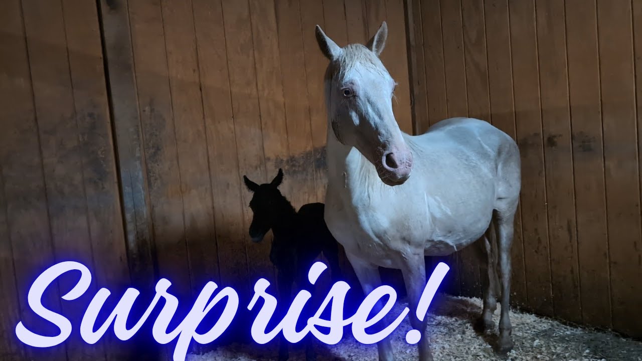Foaling Season Wasn't Over