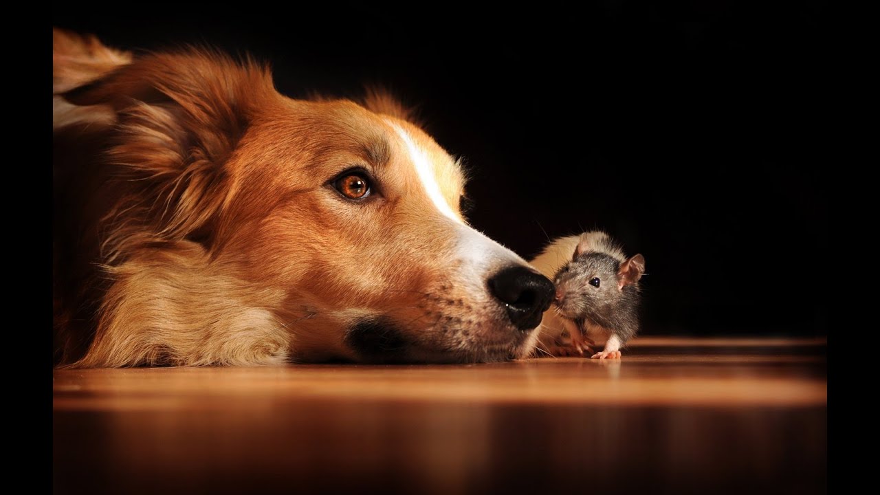 CACHORRO MATOU UM RATO E COMEU PODE PEGAR DOENÇA LEPTOSPIROSE OU ENVENENAR CÃO COMER RATO MORTO