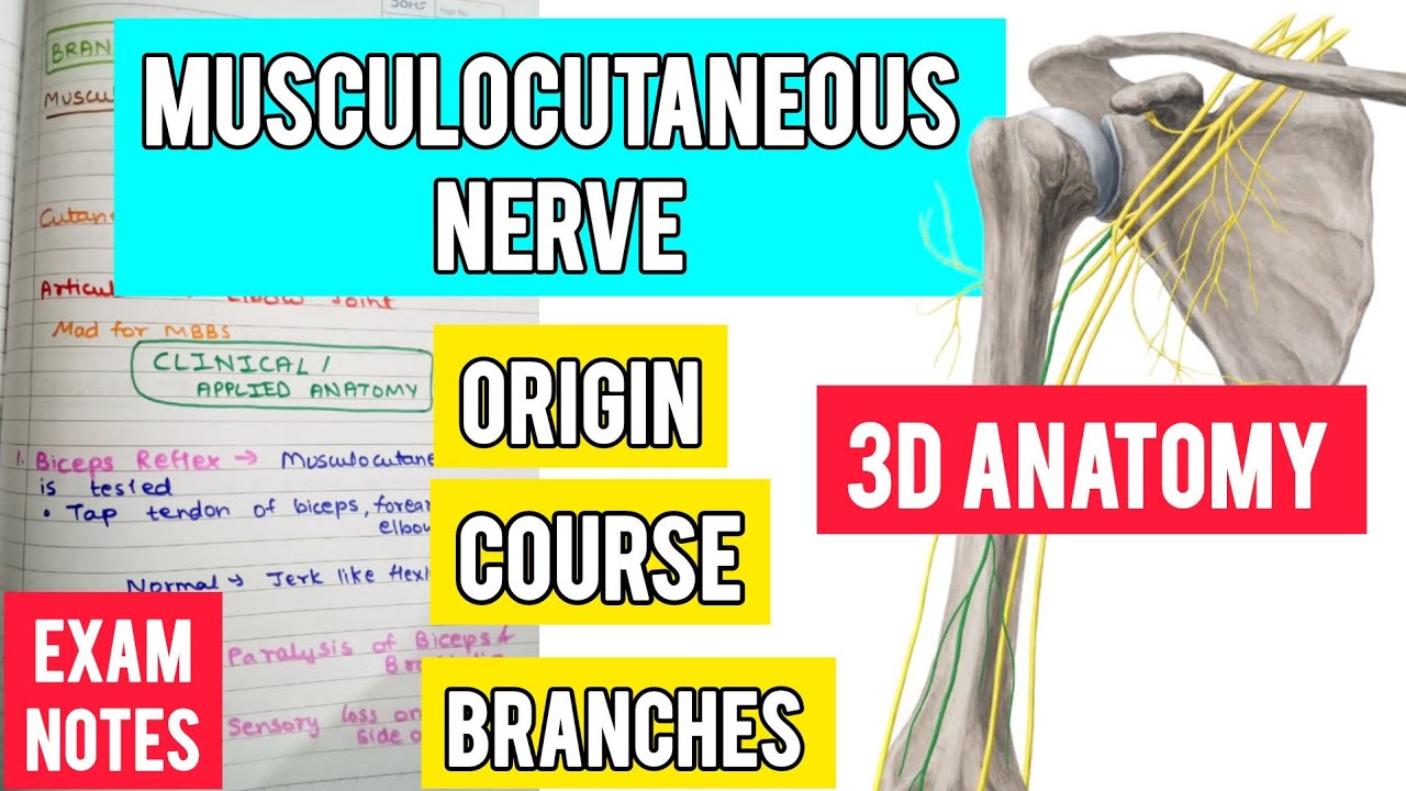  Musculocutaneous nerve anatomy course and branches |  nerve 3D anatomy  |  nerve anatomy in hindi
