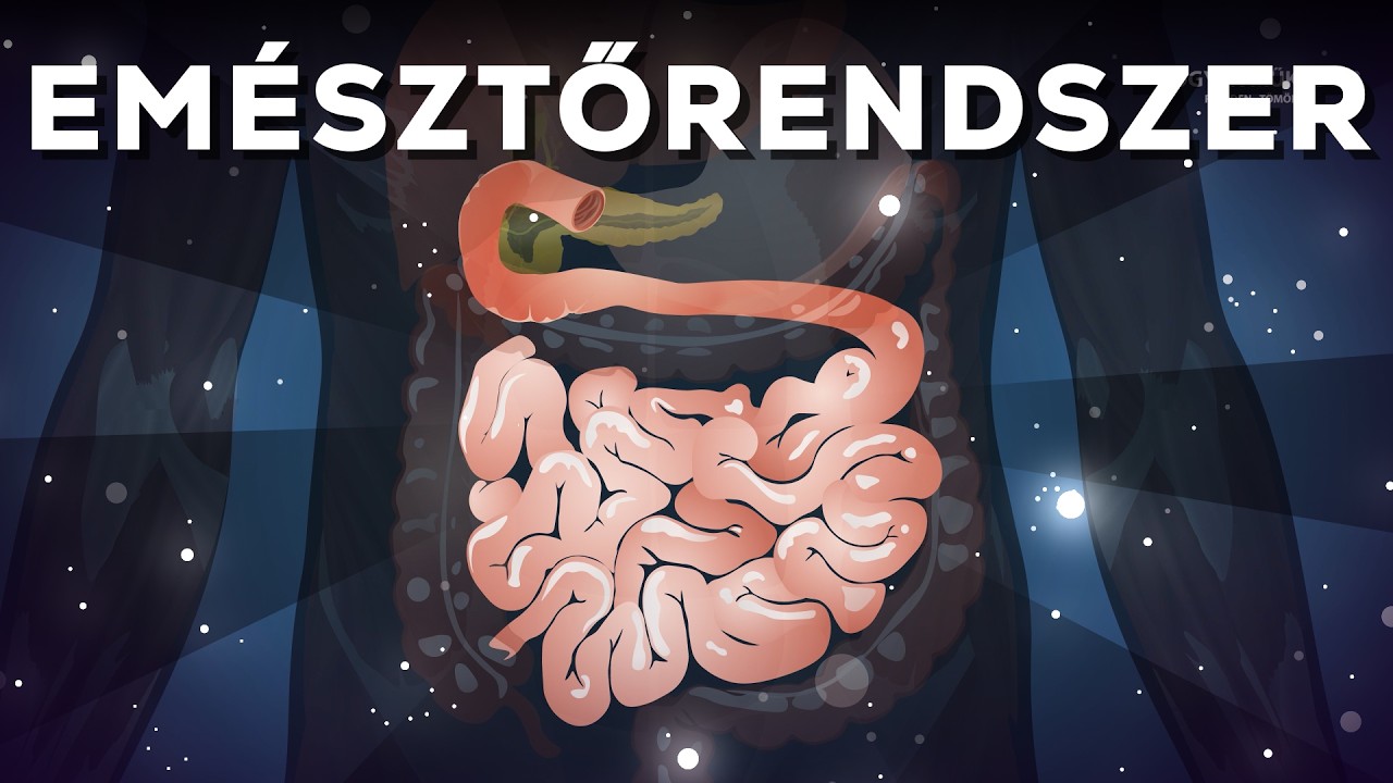 Emésztőrendszer: Az emésztés rövid magyarázata