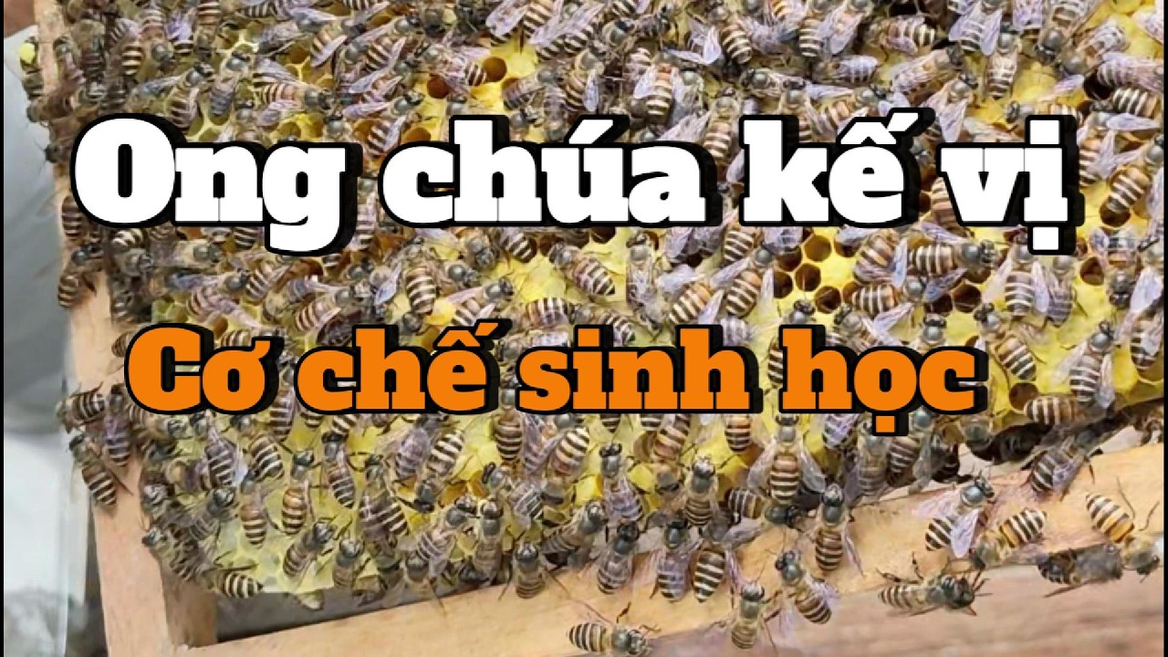 Vì Sao Đàn Ong Nội Nuôi Chúa Kế Vị Dù Chúa Cũ Vẫn Đẻ?