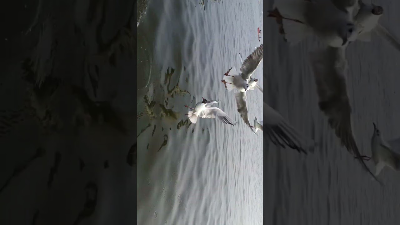 Banaras  Bird  beautiful view