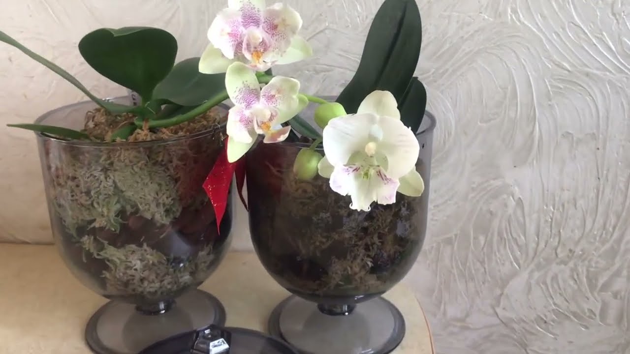 Український ексклюзив квітне@Орхідеї вдома #phalaenopsis #orchid #фаленопсис