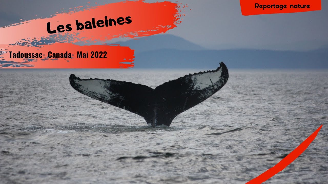 Les baleines de Tadoussac - observer Petit Rorqual et Béluga