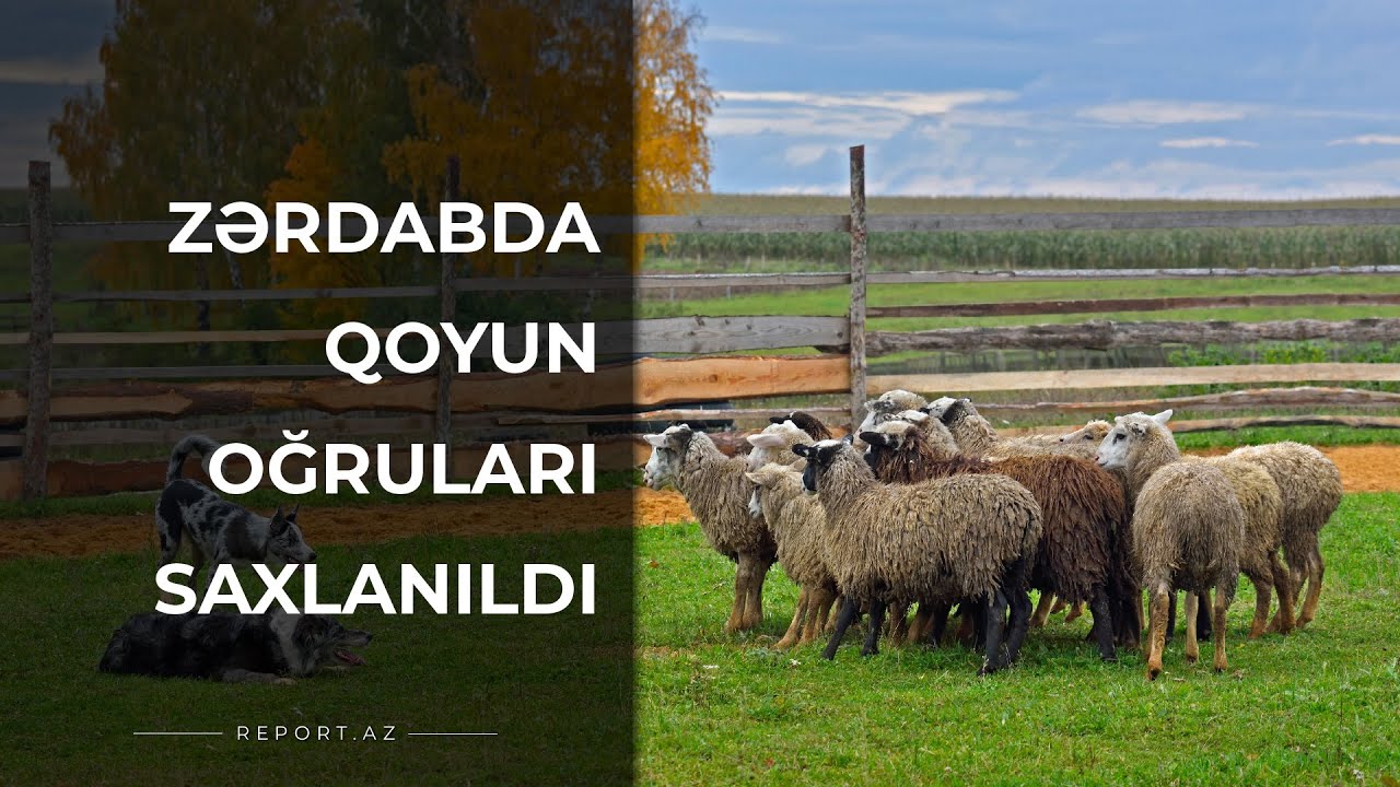 Zərdabda qoyun oğruları saxlanıldı