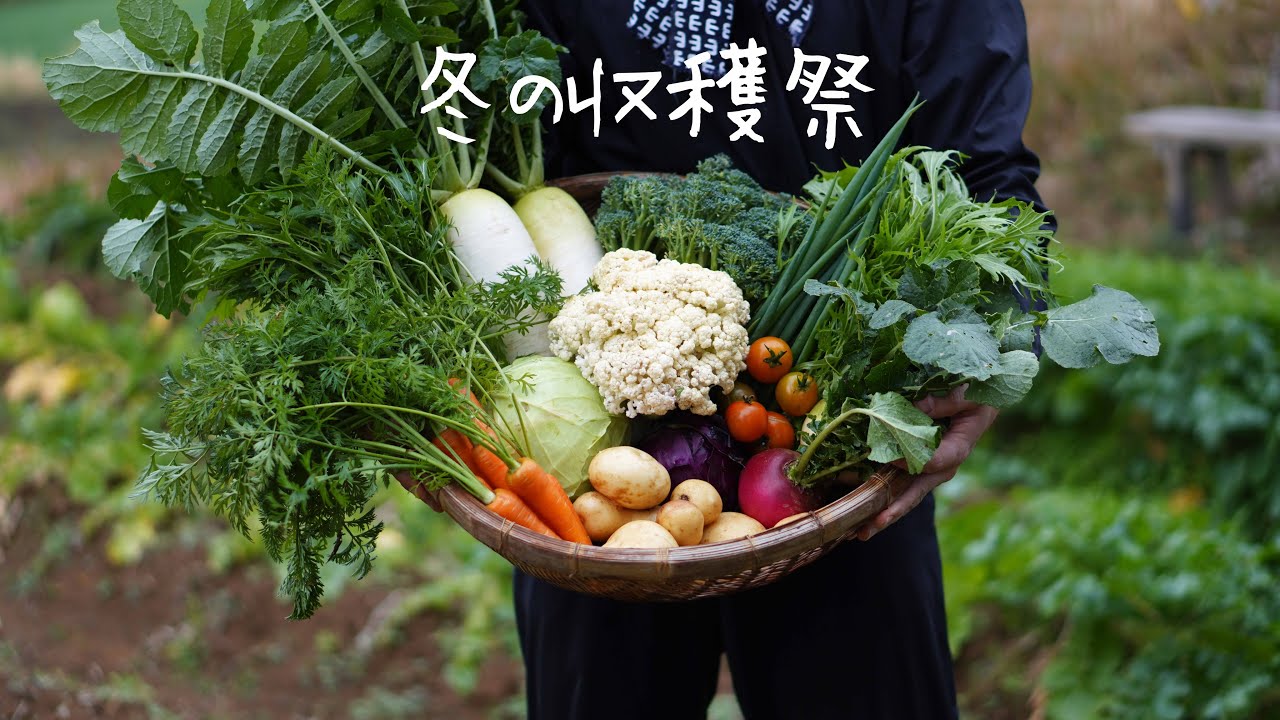 畑で野菜を収穫する｜自給自足の田舎暮らし