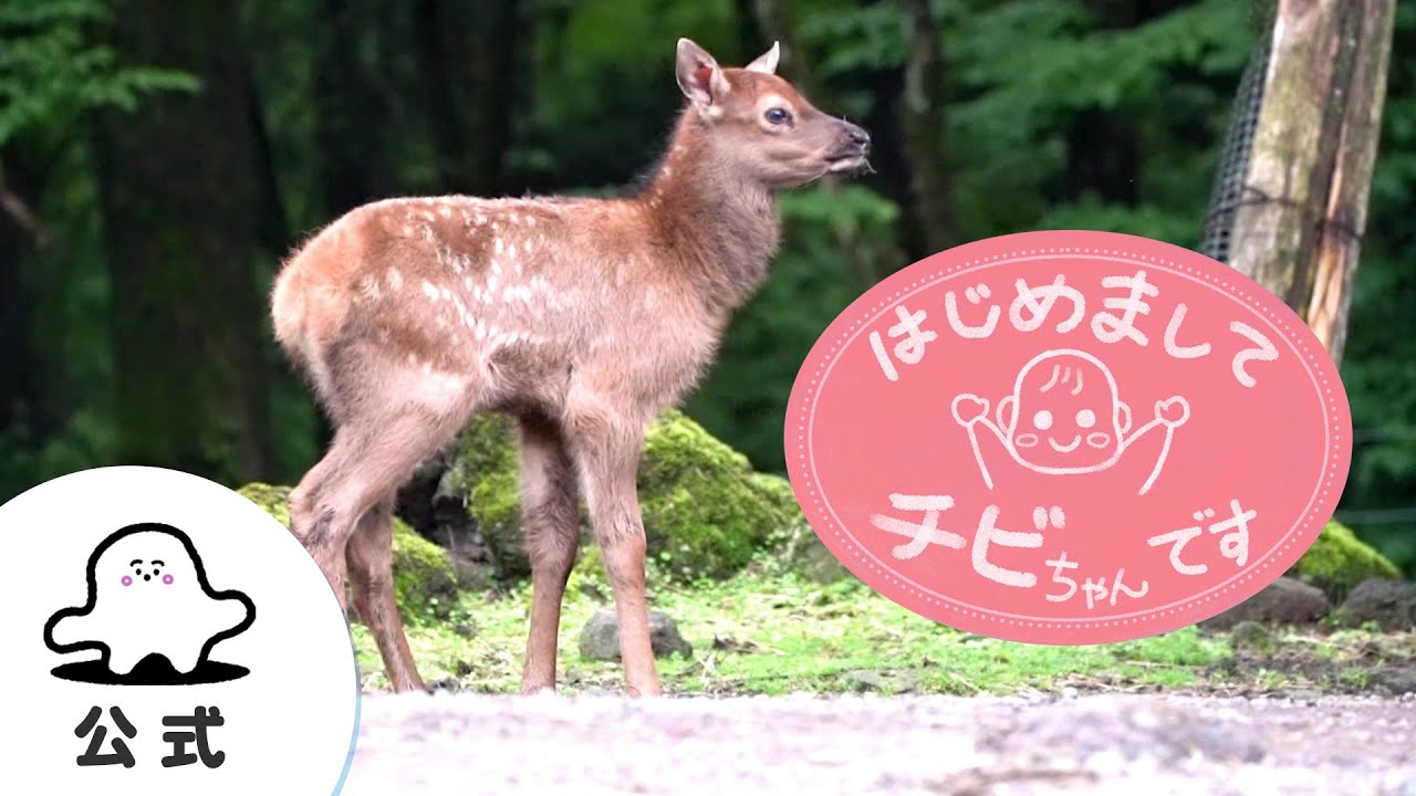 【赤ちゃんが喜ぶ】シナぷしゅ公式はじめましてチビちゃんです～いろんなチビちゃん～まとめ8│赤ちゃんが泣き止む・知育の動画