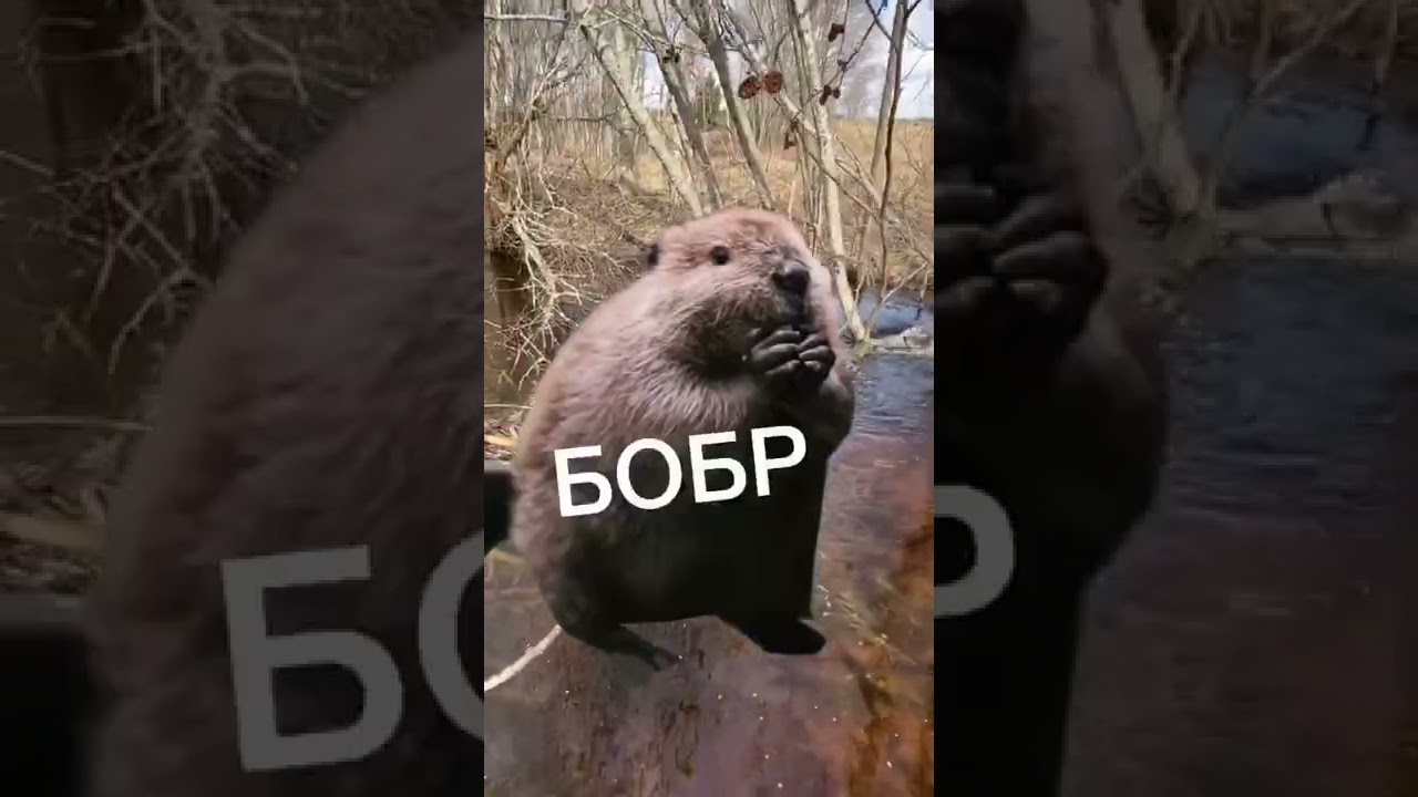 Увидели БОБРА?😱 #курчанов #shorts #мем #английский #tiktok
