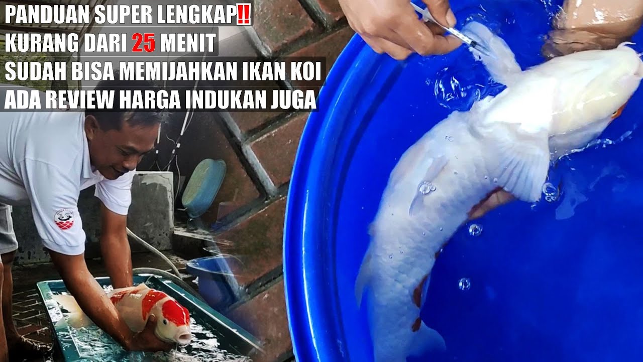 BUKA RAHASIA❗ PANDUAN LENGKAP UNTUK MEMIJAHKAN KOI❗ DETEKSI CIRI KOI BIRAHI & MINIM RESIKO KEMATIAN❗