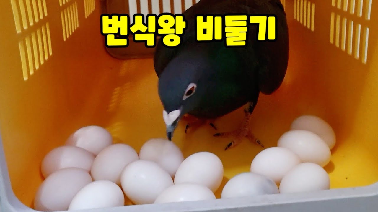도심에 비둘기가 왜 많은지 이해 시켜주는 영상