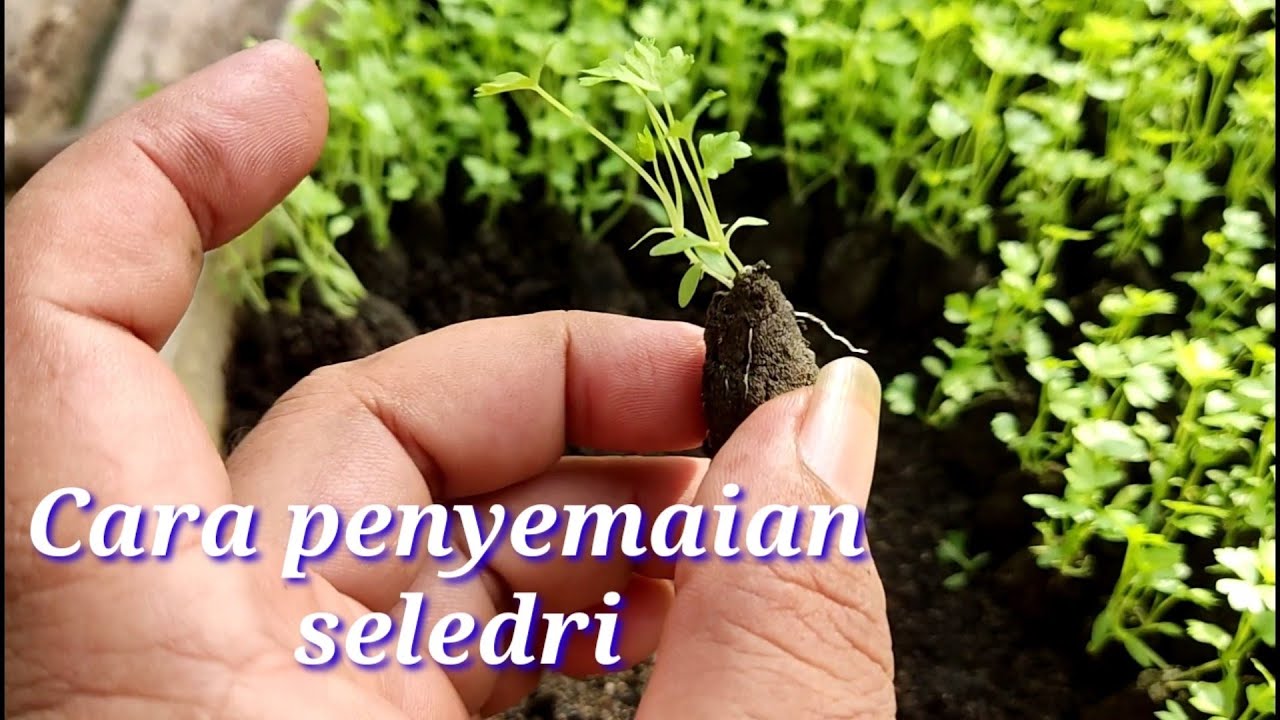 Cara penyemaian seledri dan pemindahan ke media tanam sebenarnya