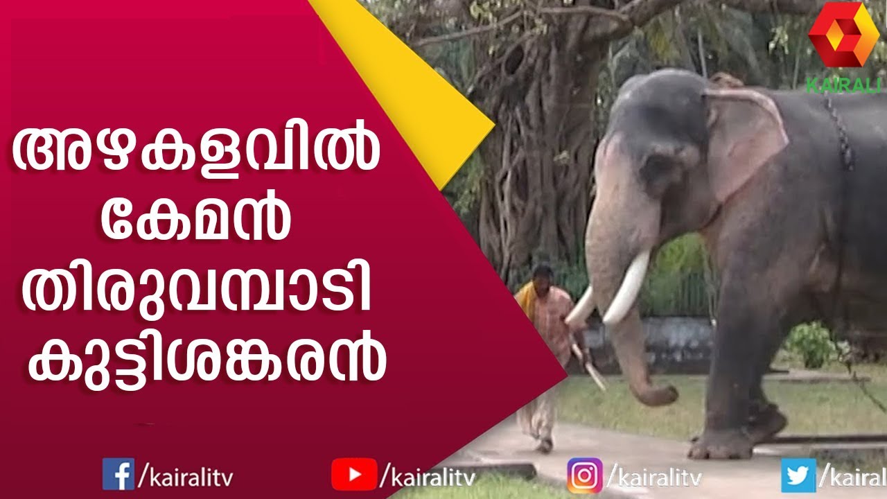 പൂരനഗരിയുടെ അഭിമാന താരം തിരുവമ്പാടി കുട്ടിശ്ശങ്കരൻ | E4 Elephant | Thiruvambadi Kuttishankaran