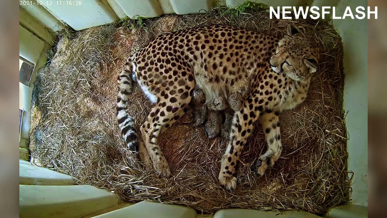 Adorable Cheetah Cubs Born At USA National Zoo
