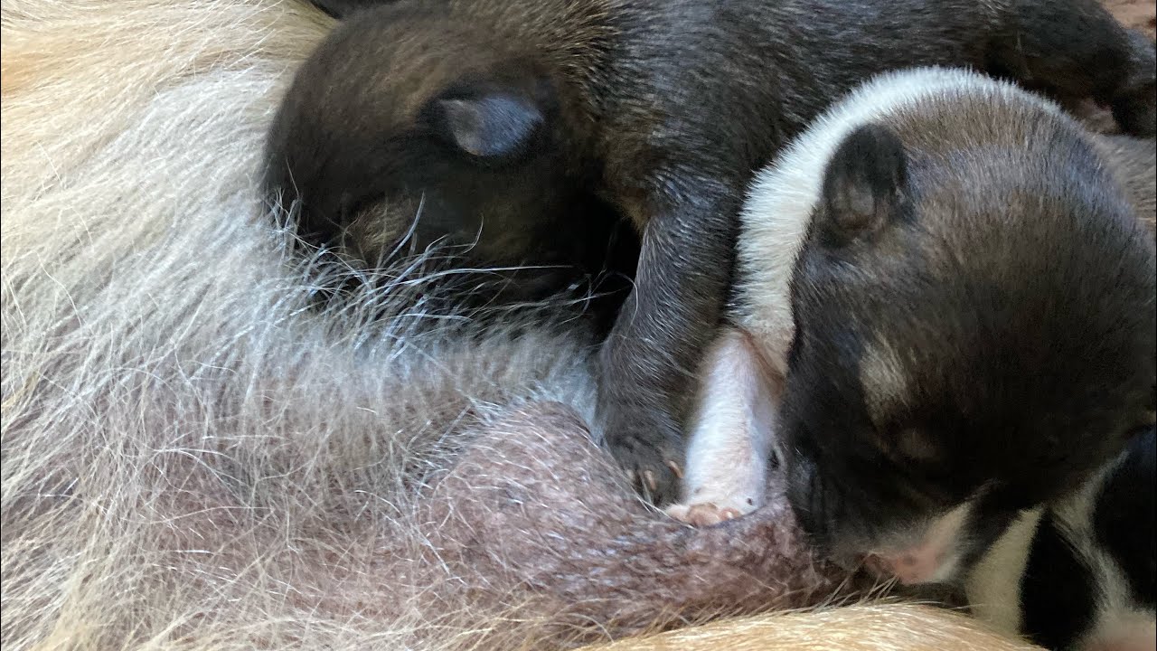 4-Day-Old Newborn Puppies Feeding from Their Mother | Pure Natural Life 🐾
