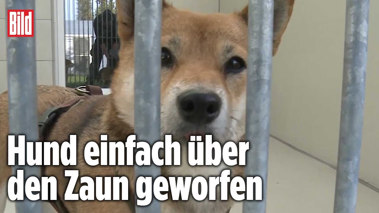 Tierheime völlig überfüllt mit „Corona-Hunden“