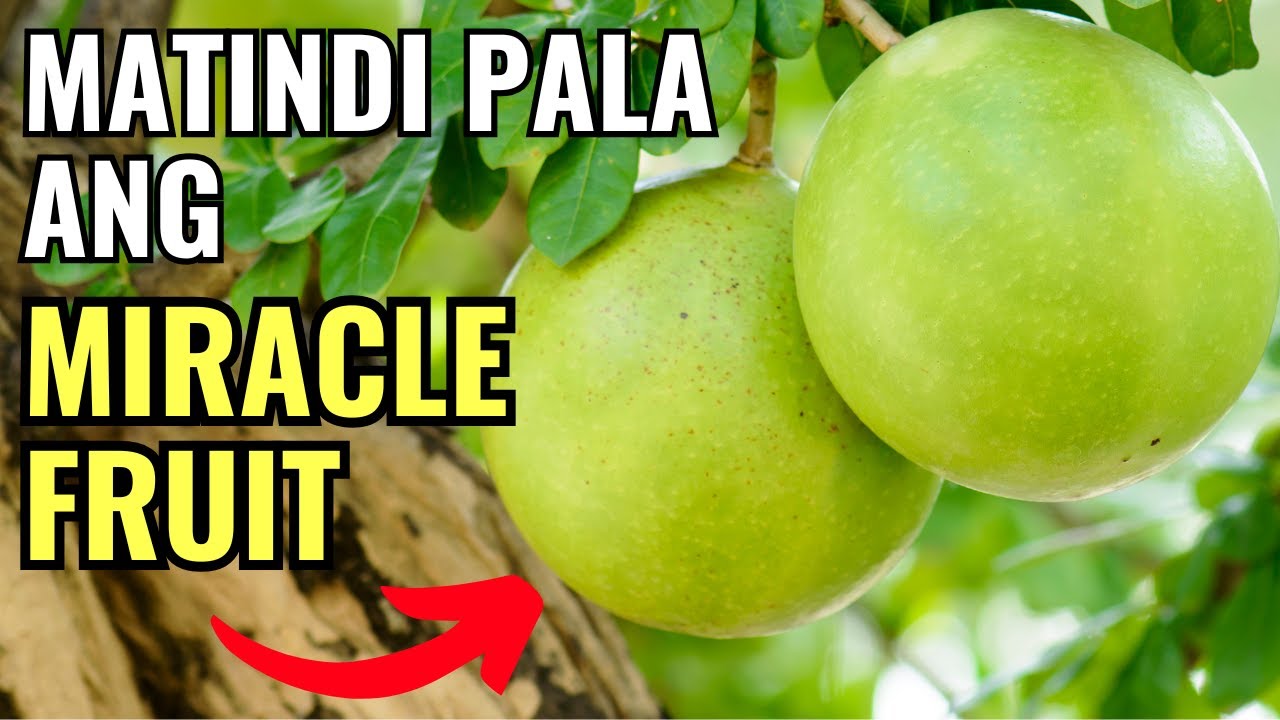 ANG TINDI PALA ng HEALTH BENEFITS ng MIRACLE FRUIT (baka hindi mo pa ito alam!)