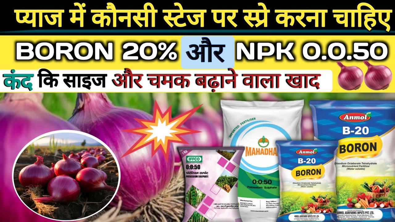 प्याज की साइज और चमक बढ़ाने वाला खाद | NPK 0:0:50 और बोरान 20% का स्प्रे प्याज में कब करें