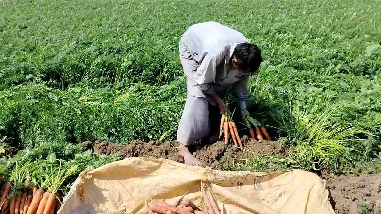 Carrot harvest is complete.#gmjuttvilog #farming#villagelife  