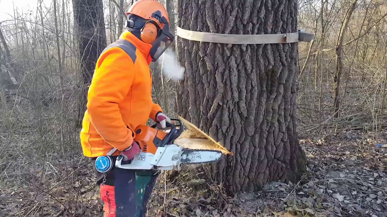 Pappel fällen