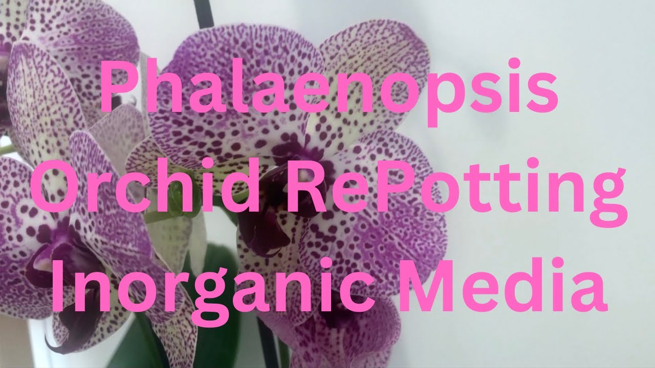 Phal Repot Pumice October 2022
