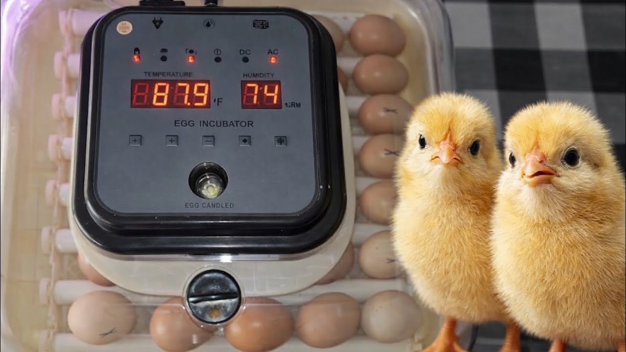 Hethya Automatic Egg Incubator