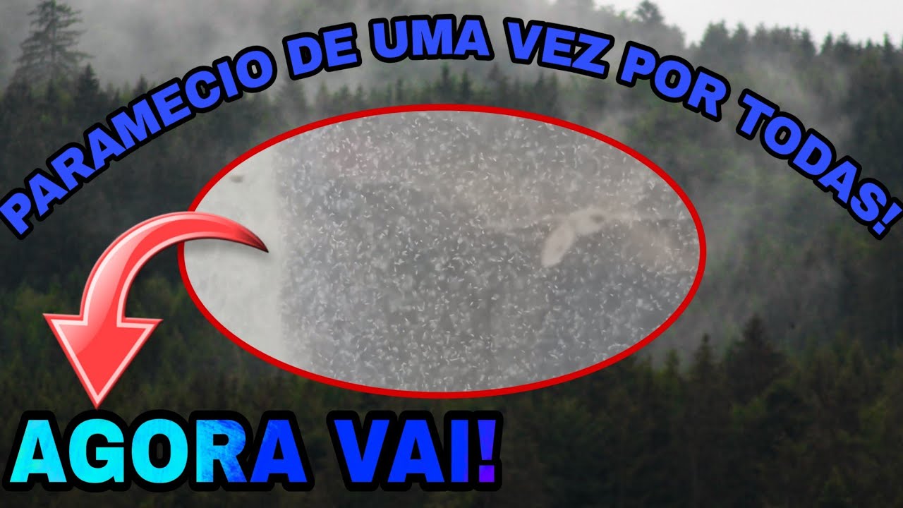 COMO CONSEGUIR PARAMECIO DE UMA VEZ POR TODAS