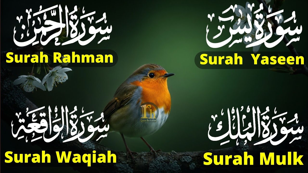 Beautiful Surah Yaseen (Yasin) | Surah Rahman | Surah Waqiah | Surah Mulk | Episode 90