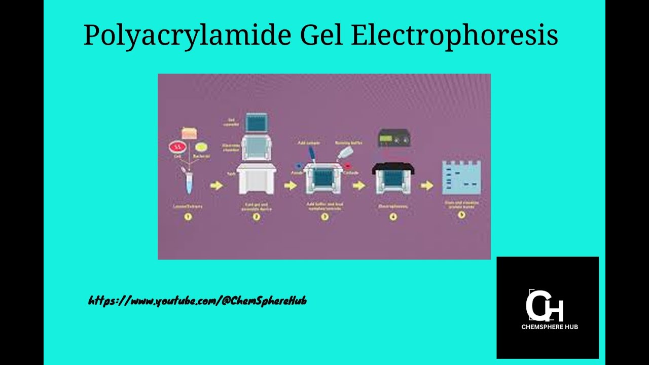 Polyacrylamide gel electrophoresis/ChemSphere Hub/science/chemistry/PAGE