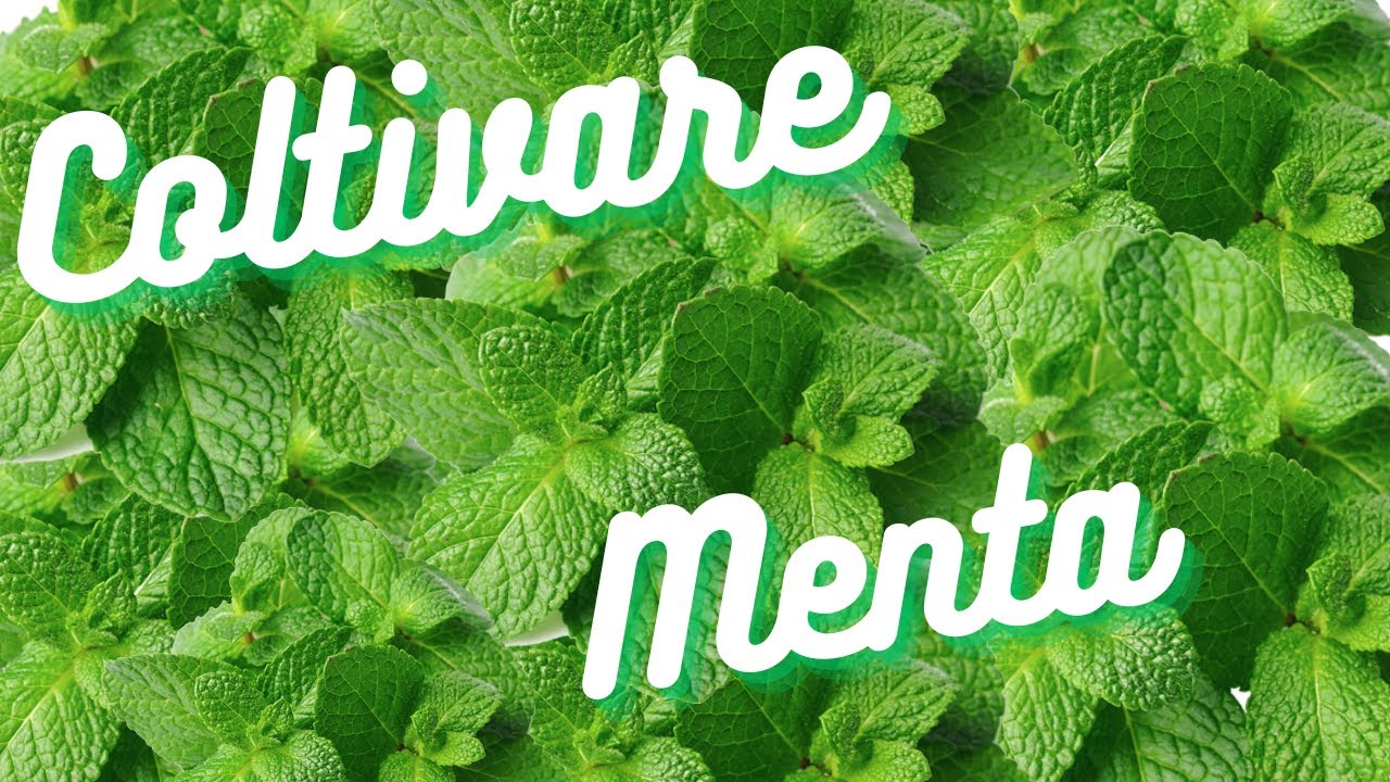 Come Coltivare Menta Perfetta: Guida Completa per Principianti (2024)