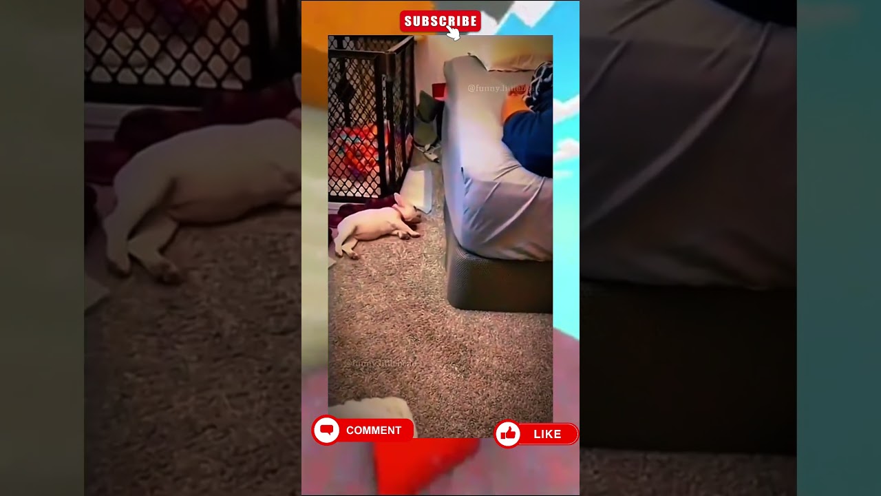 😂🐶 EPIC DOG CHAOS! Смешные животные / 爆笑狗狗 / فوضى_الكلاب #ViralPets 🇺🇸🇷🇺🇨🇳🇸🇦