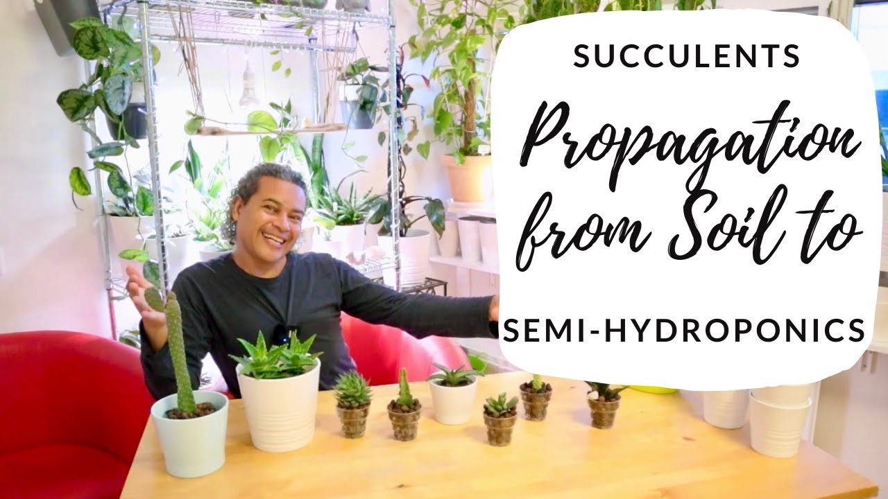 Succulent Propagations from Soil to Semi-hydroponics