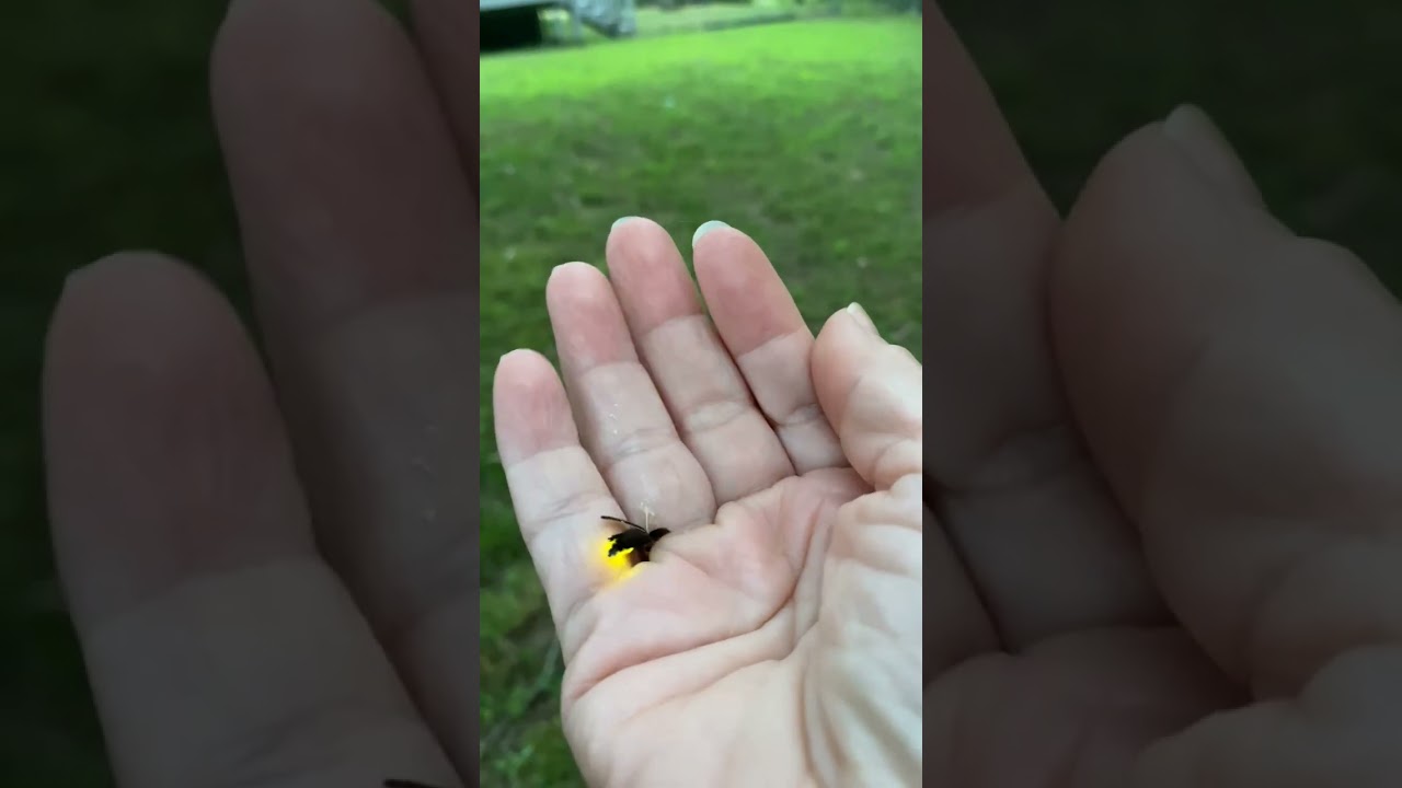 Lightning Bug #firefly #lightningbug #insects #glowing #night #bioluminescence #beetle #fireflies