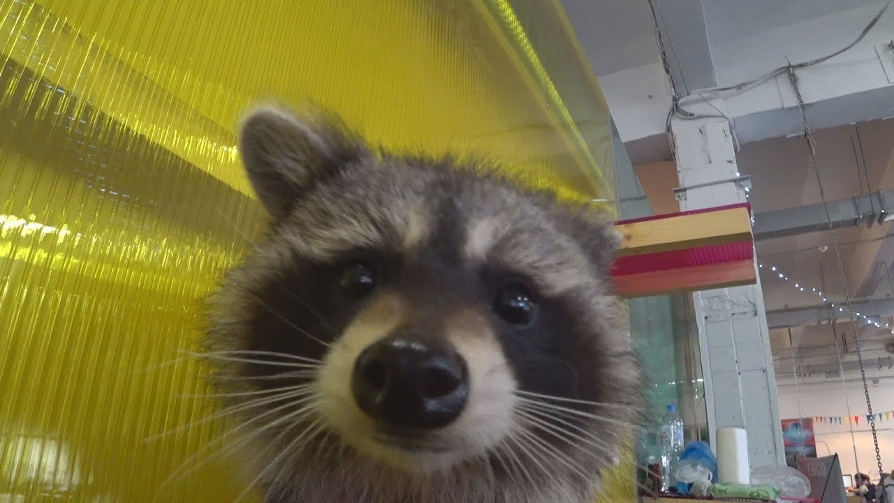 Raccoon festival 2018 (action camera FDR-X3000 footage)