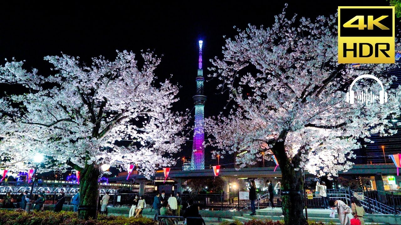 Cherry Blossom Festival｜Asakusa, Sumida River｜4K HDR｜JAPAN WALK
