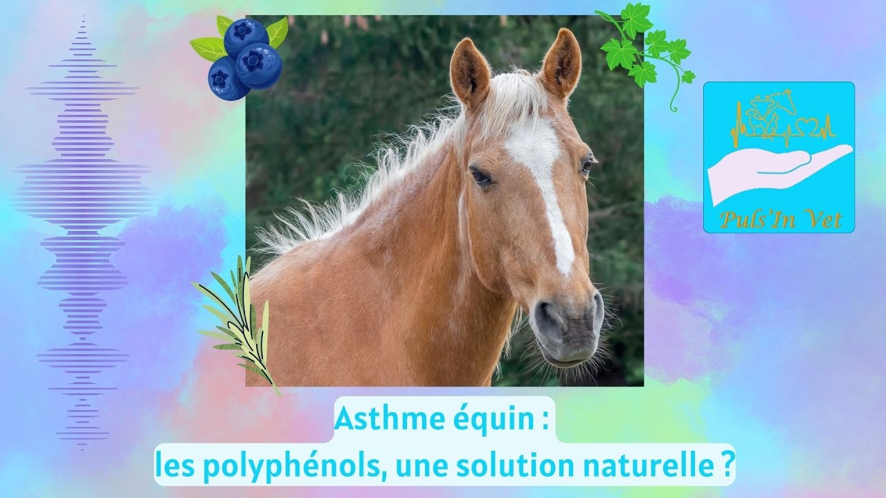 Asthme équin : les polyphénols, une solution naturelle ?