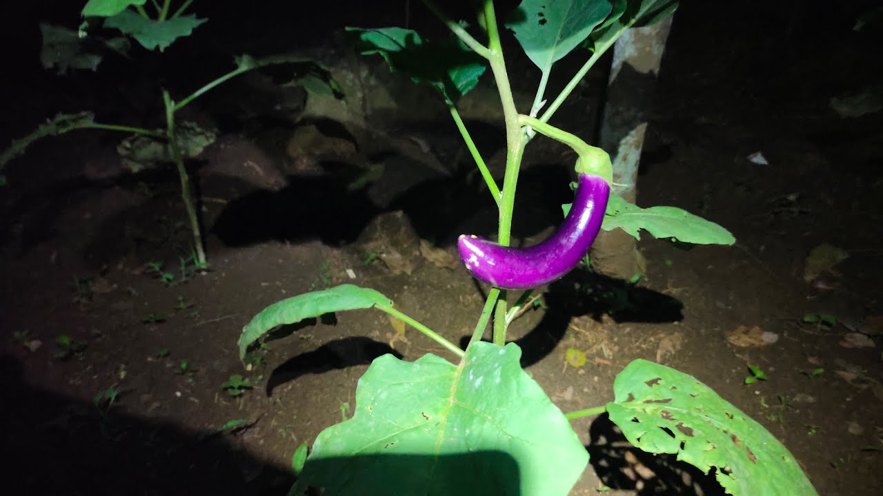 Cari Hantu Malam Ini