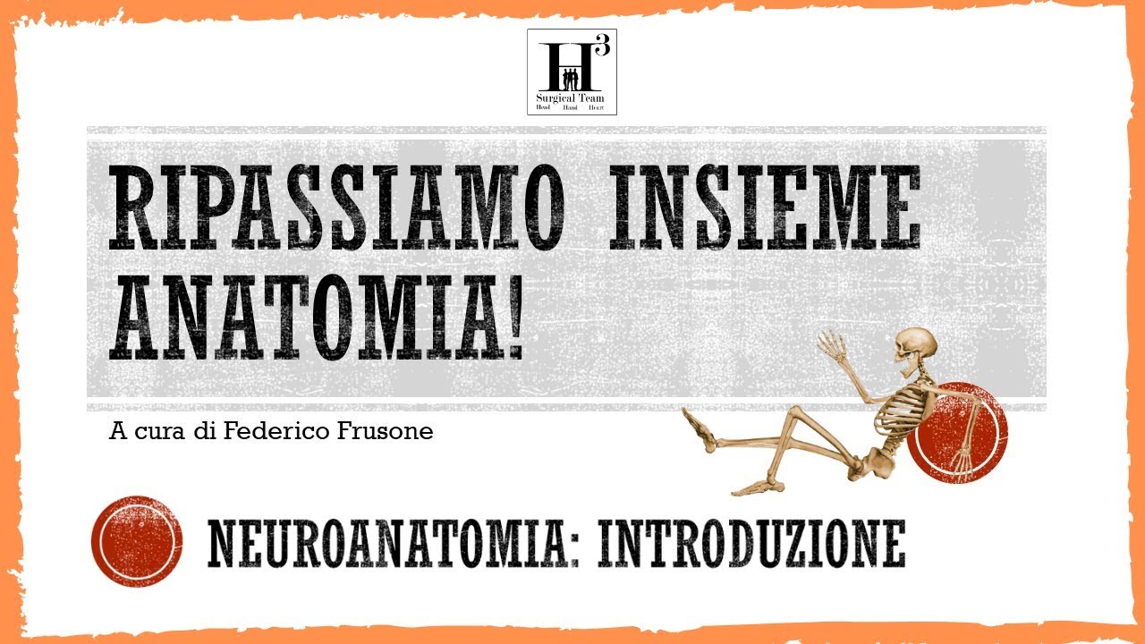 NEUROANATOMIA: INTRODUZIONE 🧠 Riassuntazzi di neuroanatomia