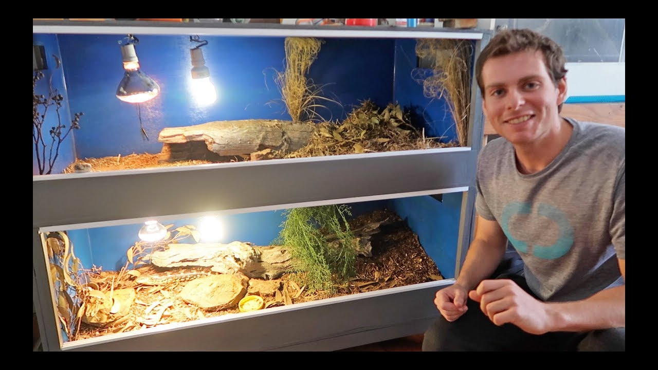 Blue Tongue Lizard Enclosure Set Up!