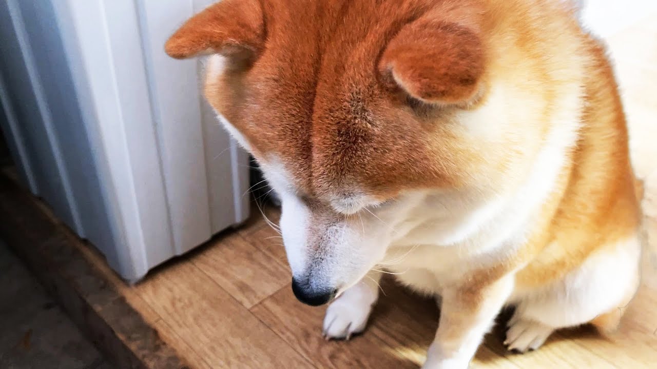 Scolded Shibe goes to the corner of the room and apologizes. → Unexpected truth discovered