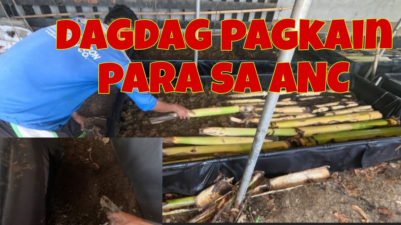 Nakapag harvest ng konting vermicast  |  Naghakot ulit ng carabao manure