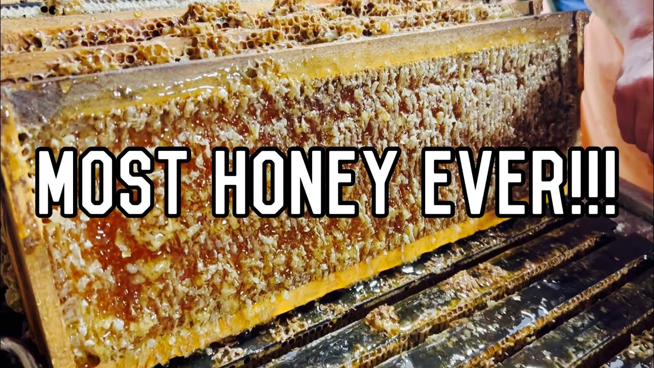 RECORD Honey HARVEST | How We Extracted Our MOST HONEY EVER!!!