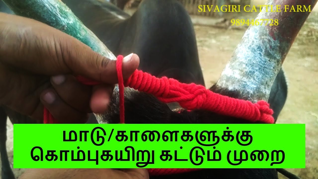 மாடு/காளைகளுக்கு கொம்பு கயிறு கட்டும் முறை