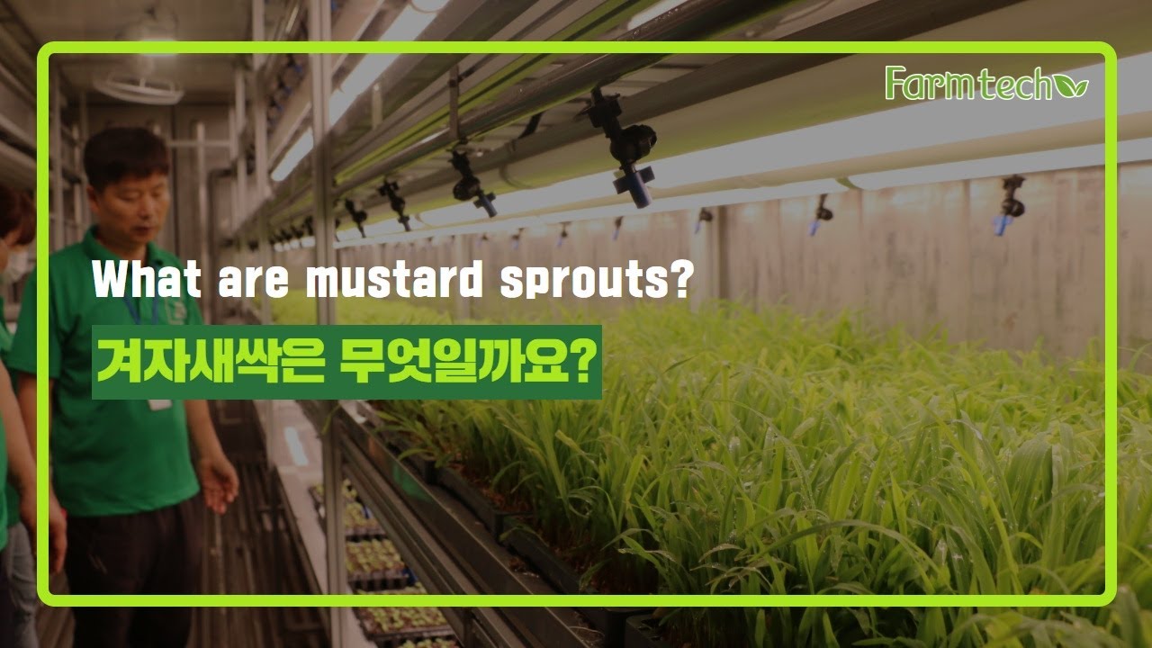 What are mustard sprouts? | Farmtech