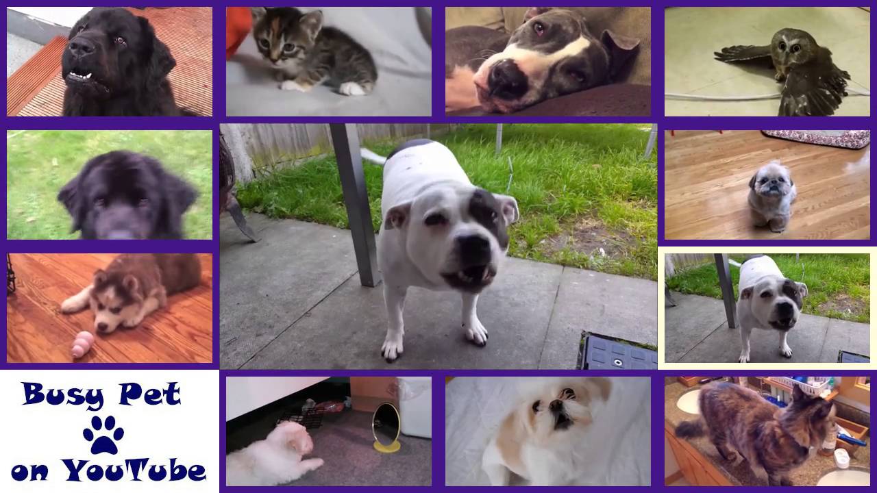 HAPPY BIRTHDAY Song by Dogs & Meowing Cats (A Cappella)