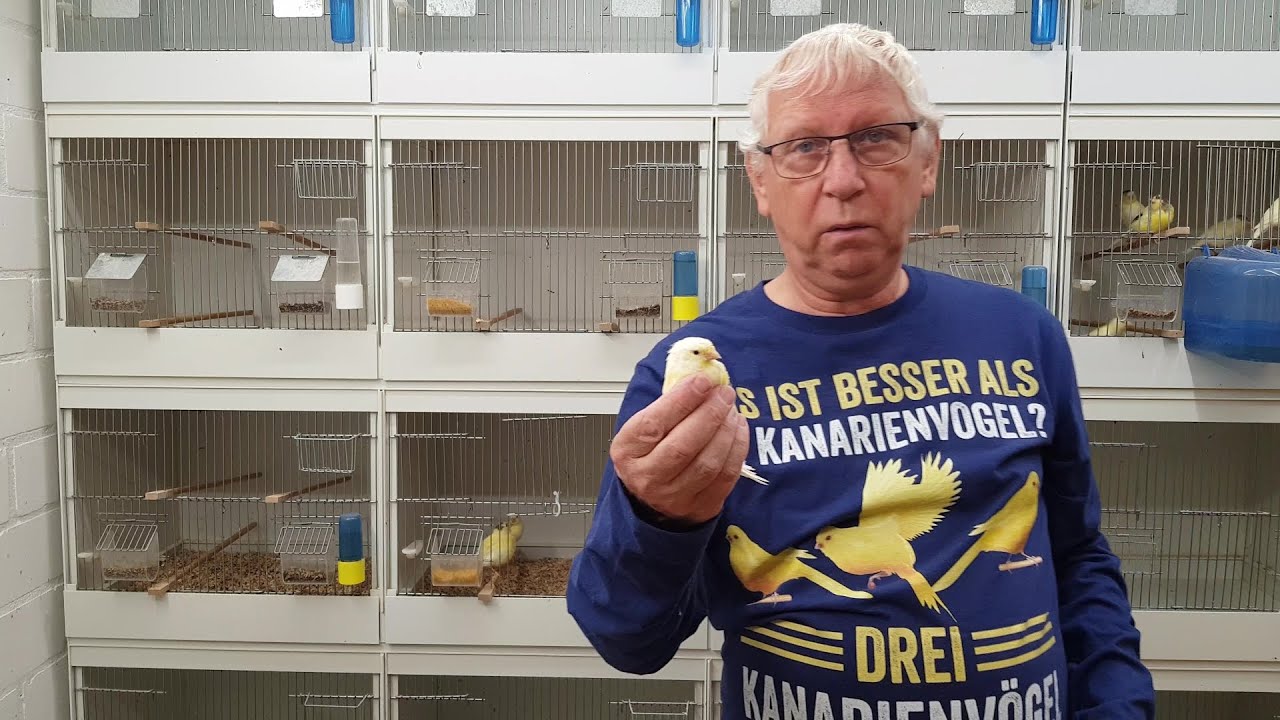 2024 11 Kanarienzucht - Sommerpause, Mauserzeit