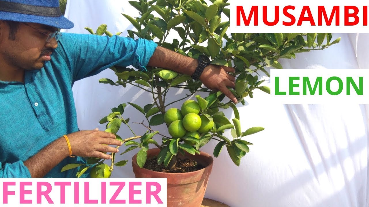Best organic fertilizer for lemon plant.