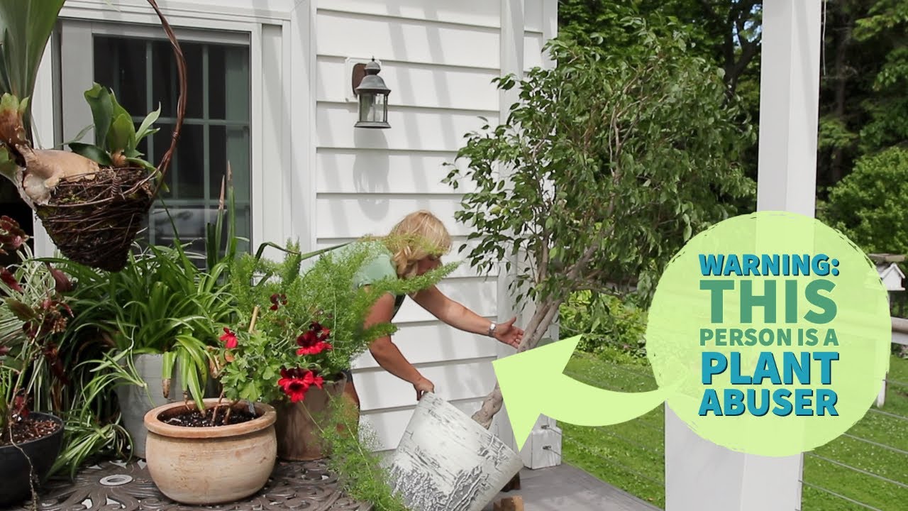 Gardener confessions: I abuse plants | House plant vacation | The Impatient Gardener
